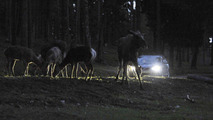 Volvo animal detection system 09.7.2012
