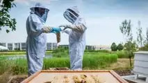 Rolls-Royce honey production
