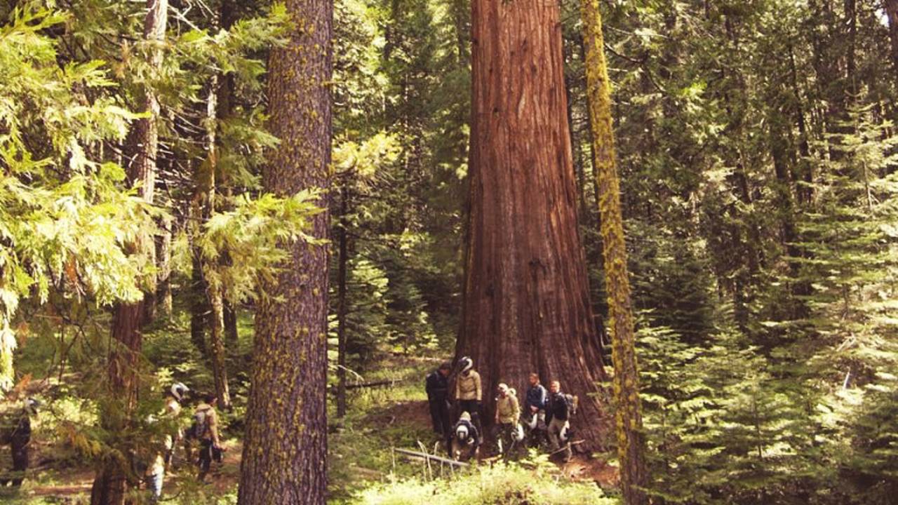 Big tree