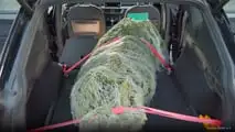 ADAC gibt Tipps für den Weihnachtsbaumtransport