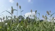 Seminart: la raccolta del sorgo Toretto seminato da Giulia