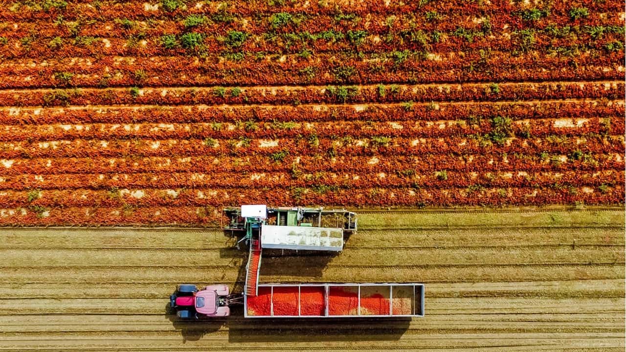 Pomodoro da industria: accordo al nord, prezzo a 142,5 euro/t