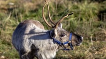 Rudolph, la Renna di Babbo Natale