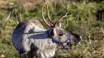 Rudolph, la Renna di Babbo Natale