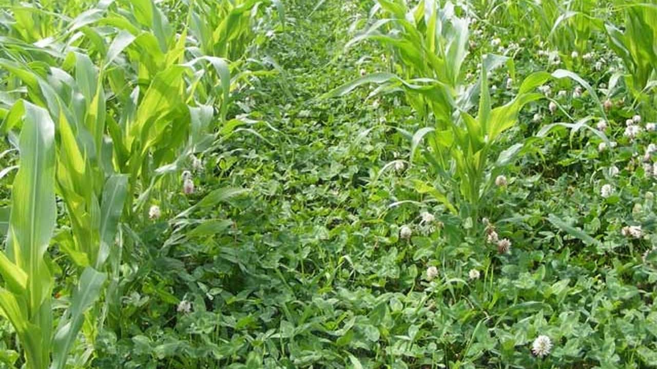 Come usare cover crop e colture secondarie nei seminativi per rispettare PAC