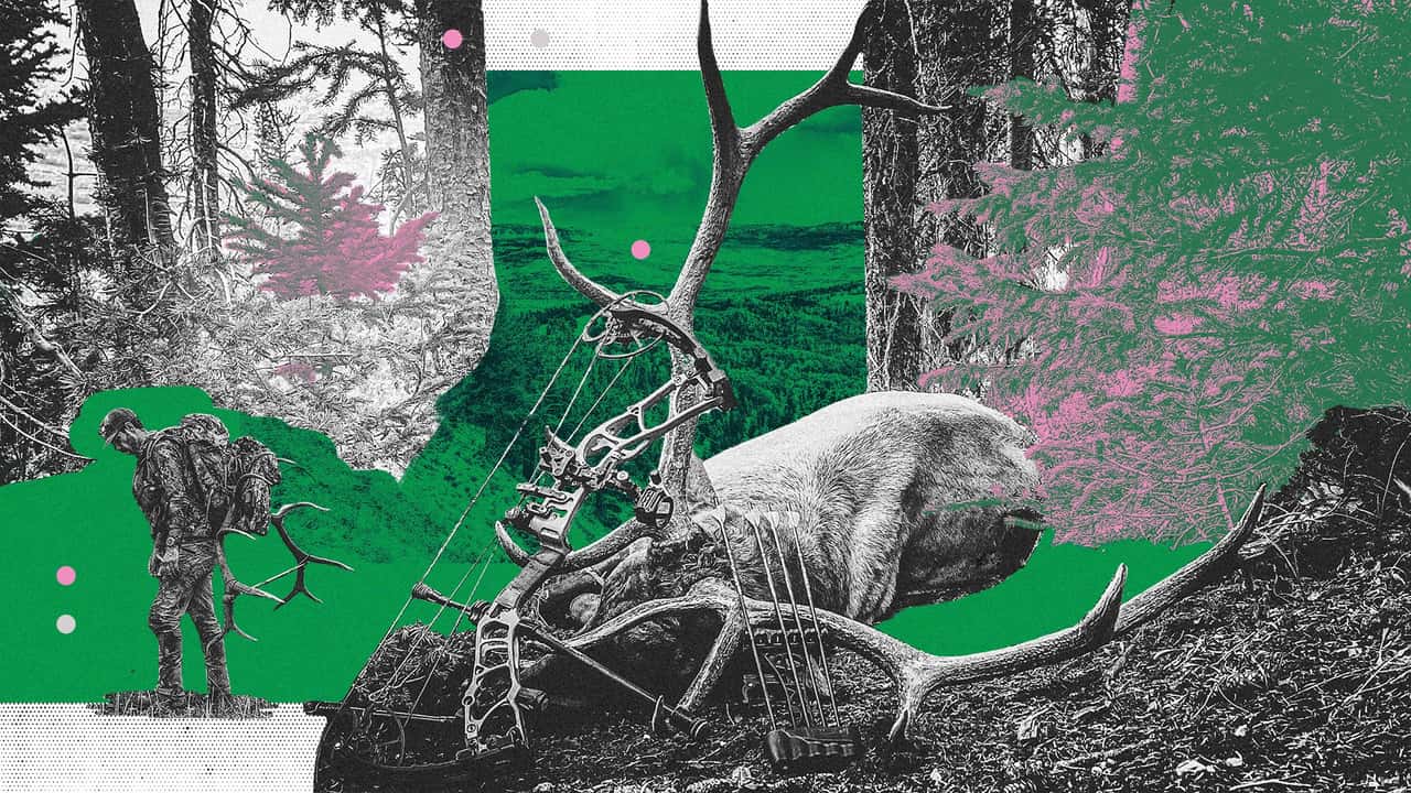 Bull Elk Limited Entry Archery Hero 2