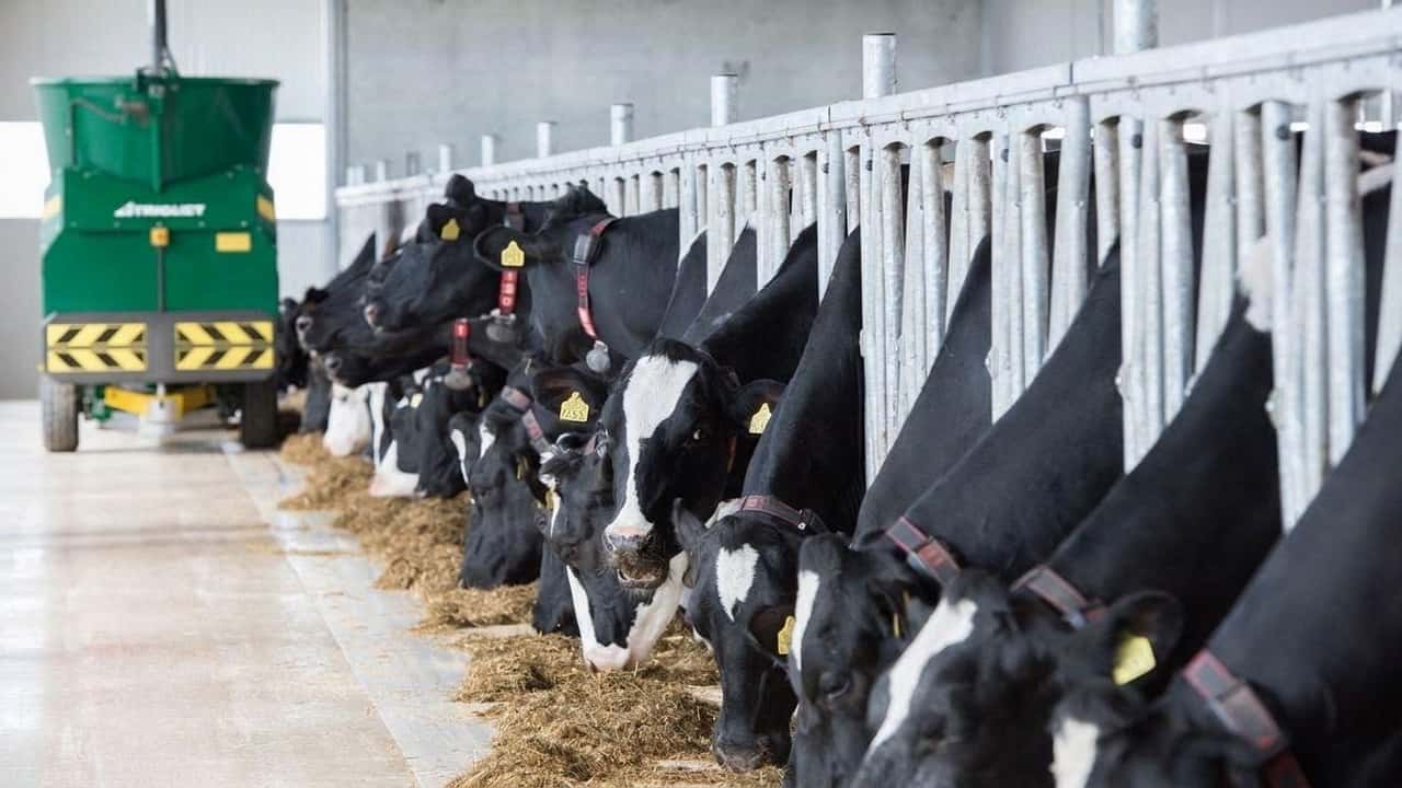 carne-bovina-perche-coldiretti-vuole-subito-un-piano-da-300-milioni-per-salvare