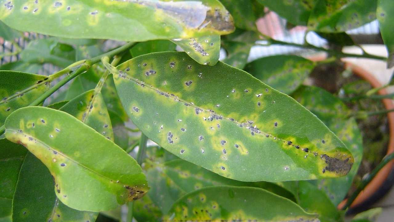 Cocciniglia agrumi: la lotta