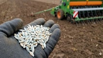 Ramularia dell'orzo: come difendersi dal seme in poi