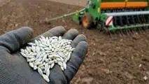 Ramularia dell'orzo: come difendersi dal seme in poi