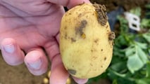 Disseccamento patata e raccolta: come ridurre danni meccanici e perdite