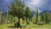 Coltivare luppolo in Italia: conviene avviare un luppoleto?