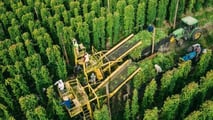 La raccolta è il vero collo di bottiglia della luppolicoltura italiana: dal training dei tralci alla scelta tra raccolta manuale, agevolata o meccanizzata.