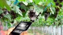 Gestione del microclima 2026 per limitare la botrite dopo la grandine