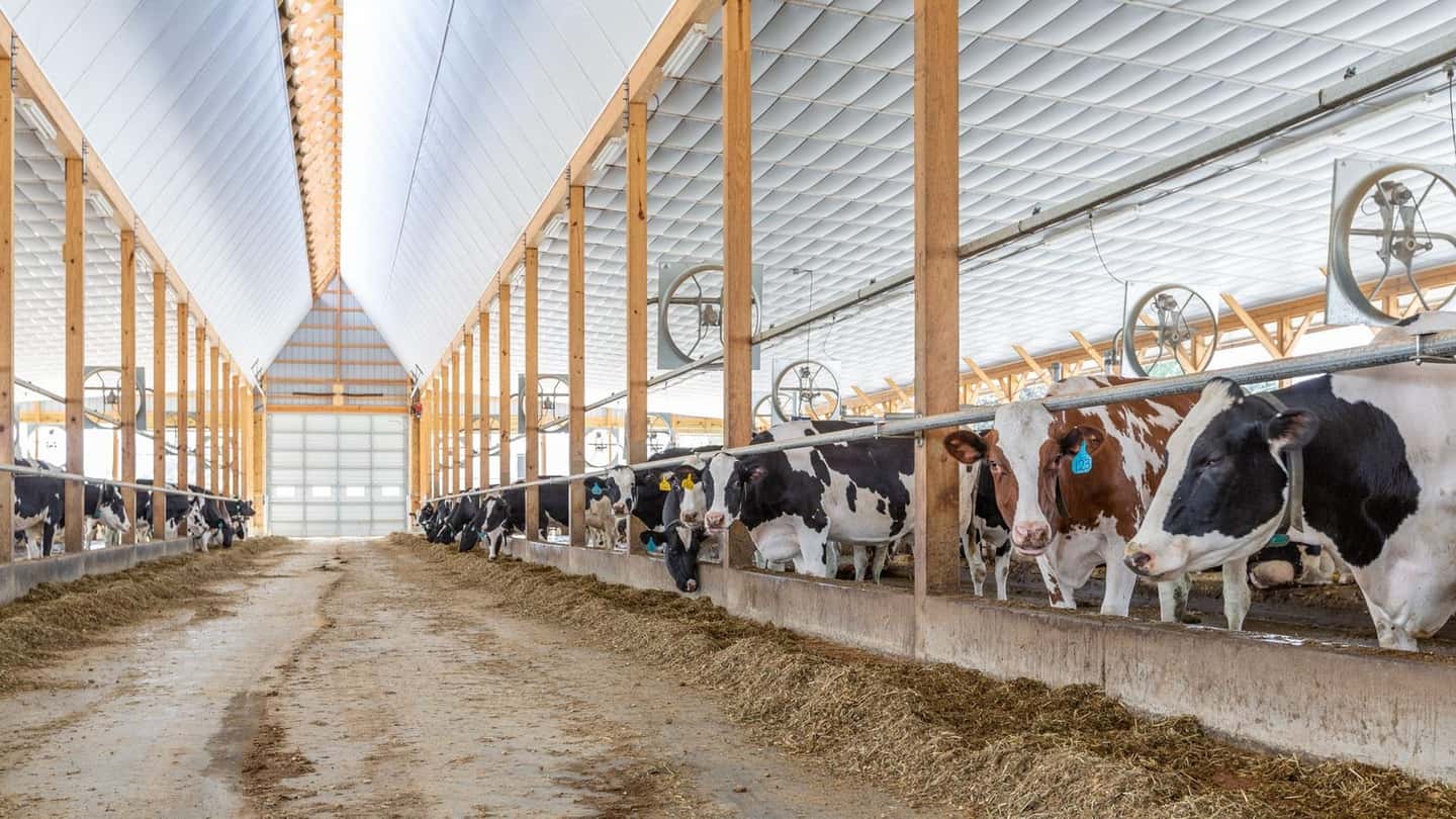 Adeguare stalle montane ai bandi 2026: guida pratica