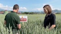 Prova varietale Seminard: dalla semina di novembre alla trinciatura, il confronto in campo tra frumento e triticale foraggeri.