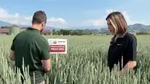 Prova varietale Seminard: dalla semina di novembre alla trinciatura, il confronto in campo tra frumento e triticale foraggeri.