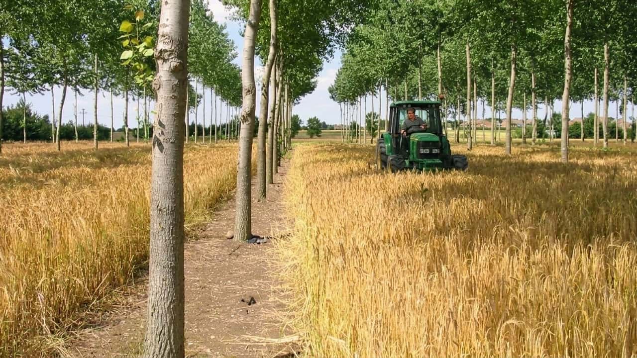 agroforestazione-2026-puo-davvero-aumentare-il-reddito