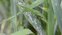 Grano duro 2026: strategie di difesa contro oidio e ruggini