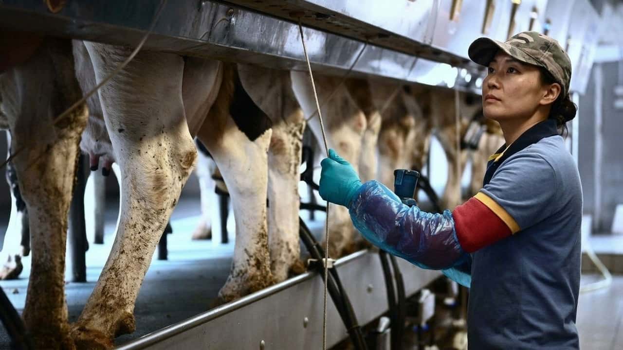 doppio-prezzo-del-latte-confagricoltura-lancia-lallarme