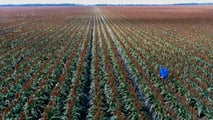Sorgo e agricoltura di precisione: sensori, mappe di resa e macchine connesse