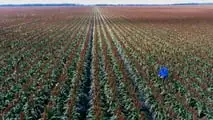 Sorgo e agricoltura di precisione: sensori, mappe di resa e macchine connesse