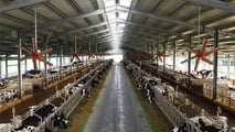 Effetti metabolici e riproduttivi dello stress da caldo nelle bovine 2026
