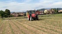 Elumis Syngenta per il Mais: Controllo Infestanti in Post-Emergenza