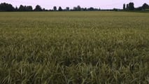 Come programmare raccolta e trincee per l’insilato di triticale