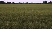 Come programmare raccolta e trincee per l’insilato di triticale