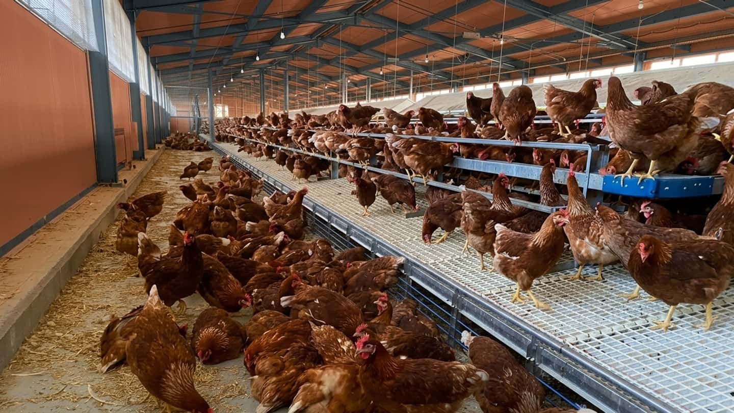 Passaggi interni Iva tra allevamento avicolo e spaccio