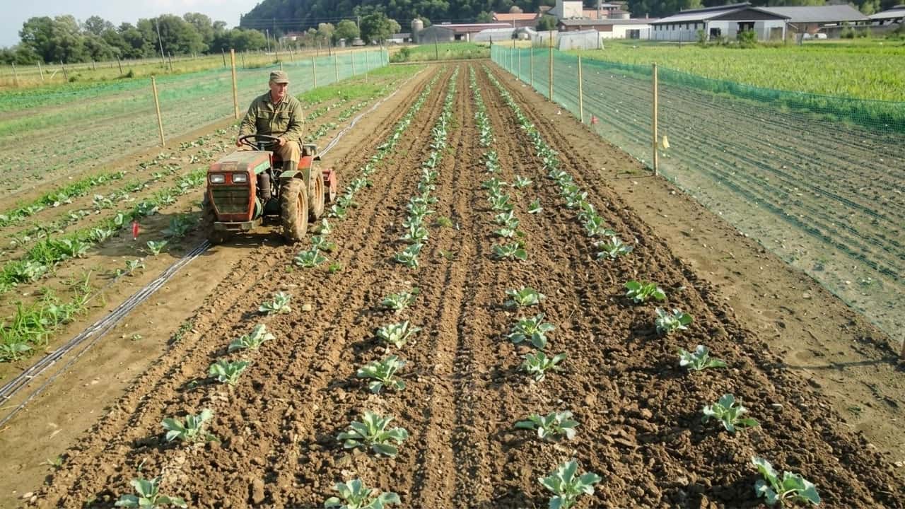 le-4-mosse-che-salvano-le-brassicacee-nelle-prime-4-settimane