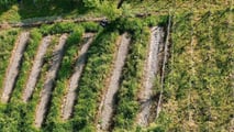 Come progettare rotazioni e cover crop nematocide per le orticole?