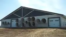 Avicoli, suini, bovini: ventilazione, acqua, fogging e pannelli evaporativi sotto pressione; il caldo estremo alza mortalità