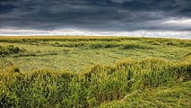 Allettamento cereali 2026: cause climatiche e danni
