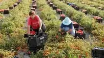 Sgravi contributivi 2026 per le aziende agricole nella ZES