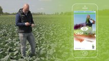 Cropalyser di Bejo: app per analizzare la salute delle colture