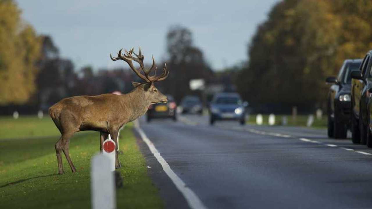 GEM Deer at side of road