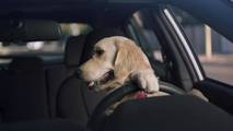 Subaru Dog Commercials
