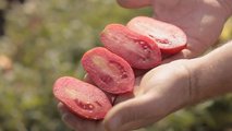 Pomodoro da industria Fantix di Syngenta