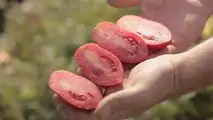 Pomodoro da industria Fantix di Syngenta