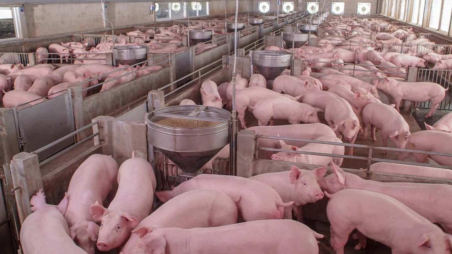 Direttiva emissioni industriali, il nuovo parere Ue sui suini