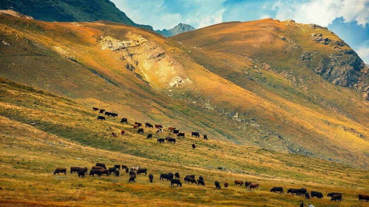 siccita-in-valle-daosta-5-milioni-agli-allevatori-foraggio-desarpa-anticipata-e