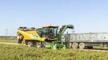 Guaresi Super G: la regina delle raccoglitrici di pomodori