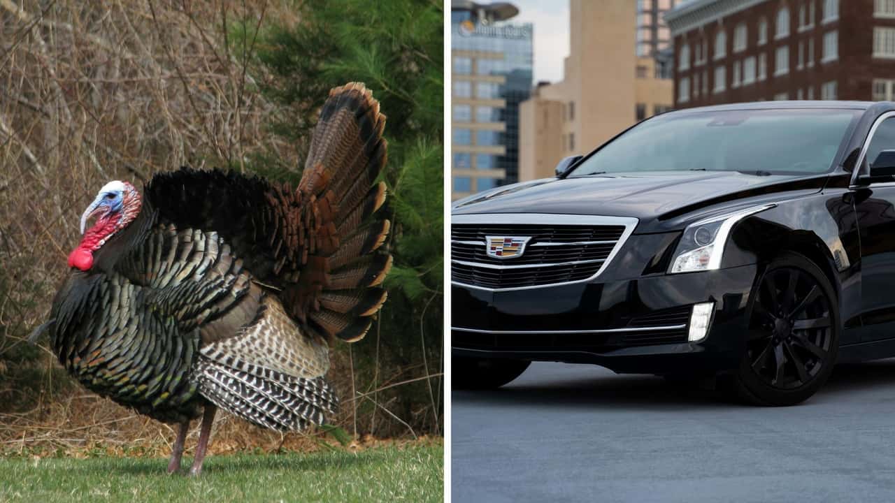 Turkey vs Cadi