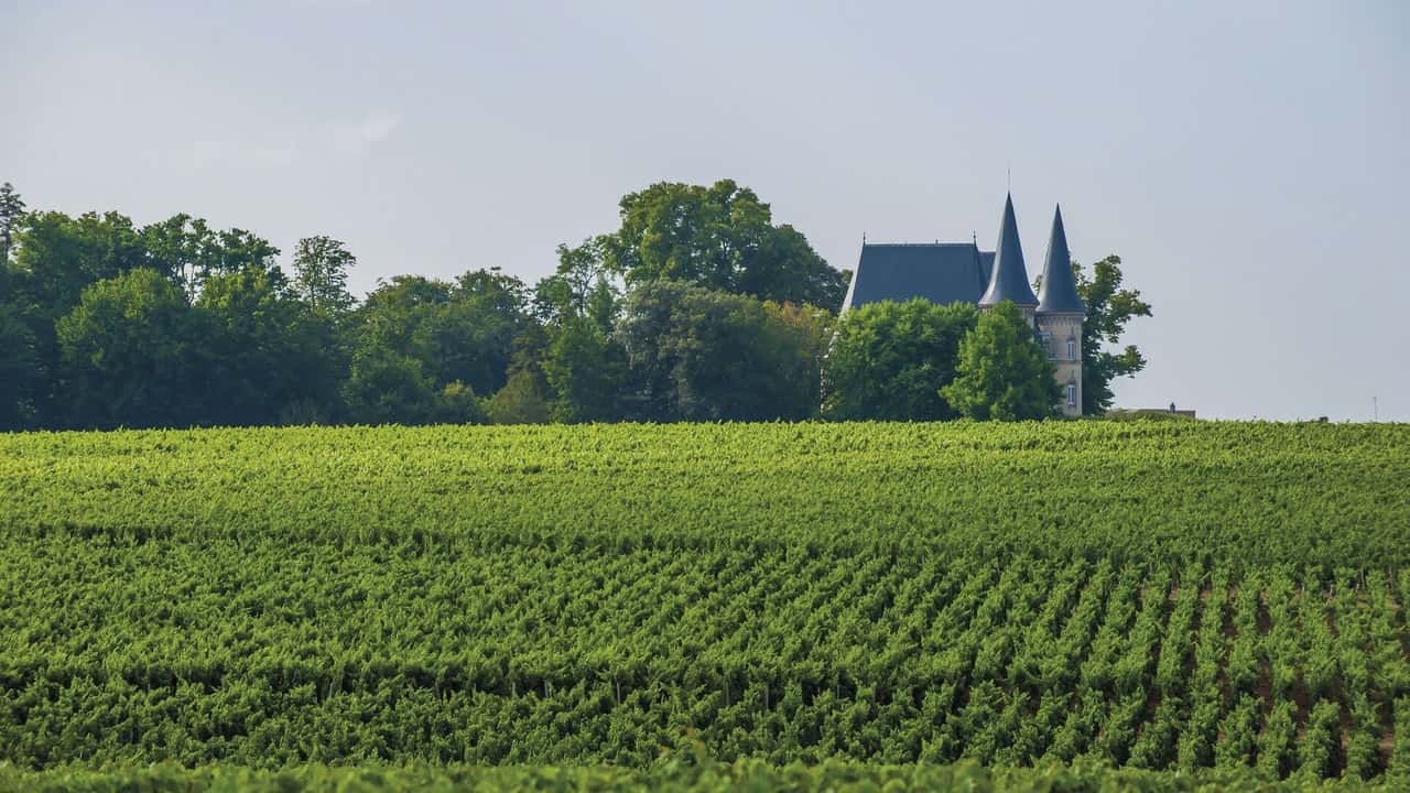 Francia: 130 milioni per l'estirpazione dei vigneti