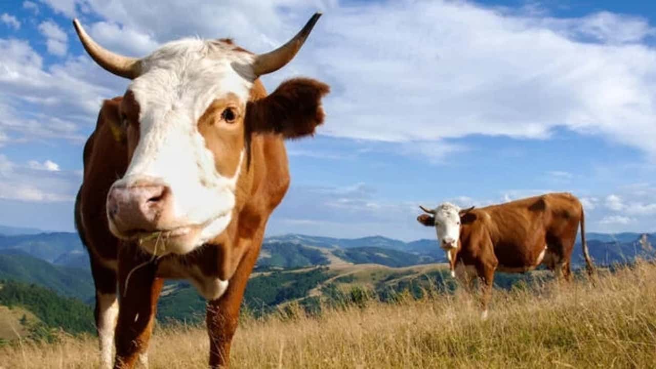 Fondi agricoli: Regione Lazio ne ha usati l'86,3% 