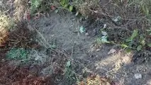 Caffini GrassKiller11