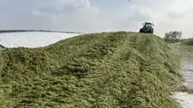 Seminart: la raccolta del sorgo Toretto seminato da Giulia