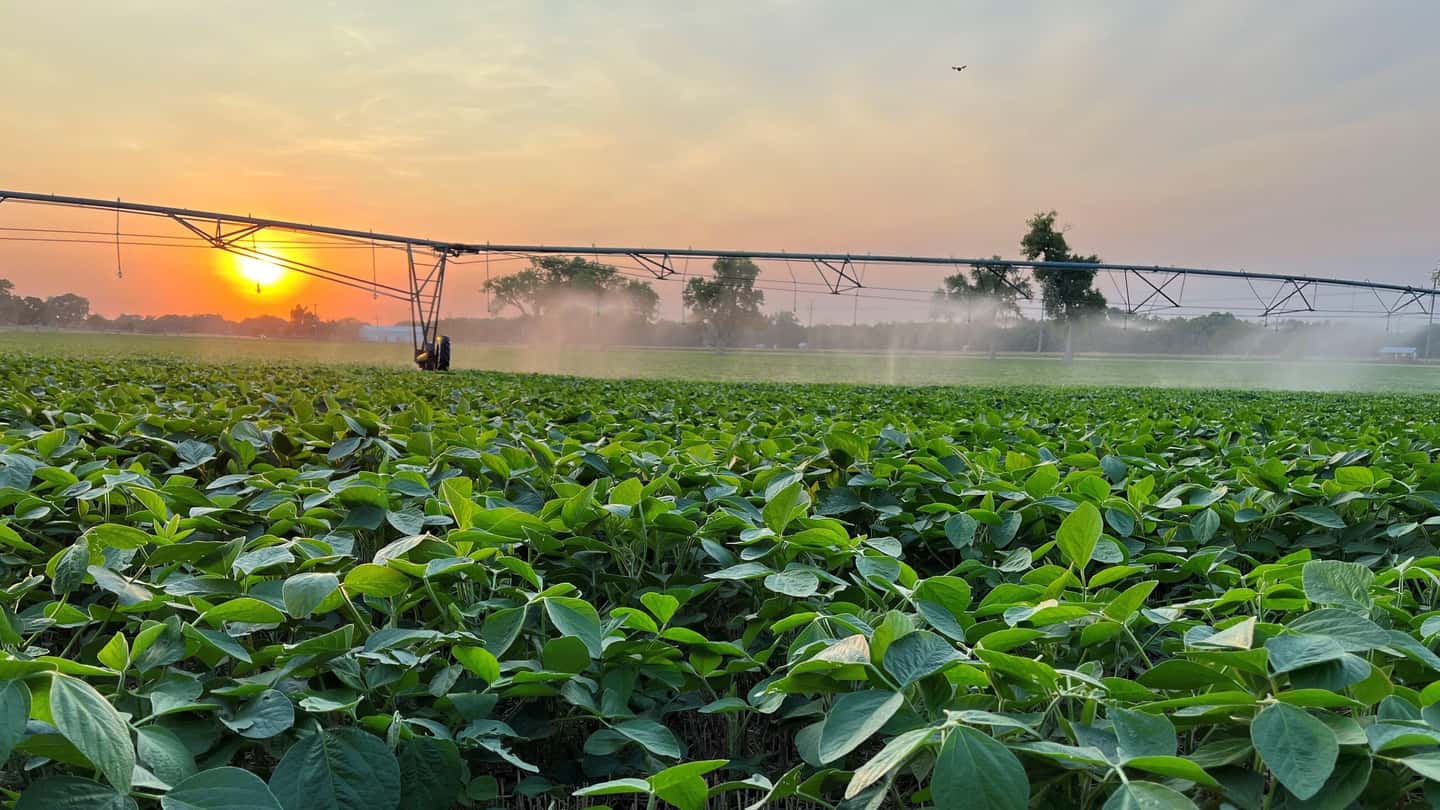 Secondo raccolto 2026: mais, soia o erbai con poca acqua